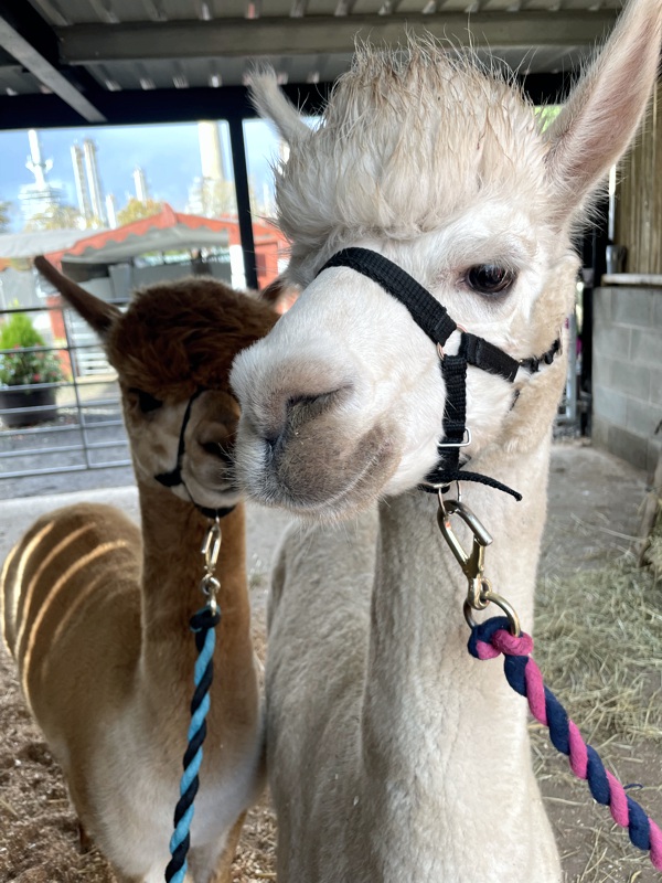 Hayrack Animals