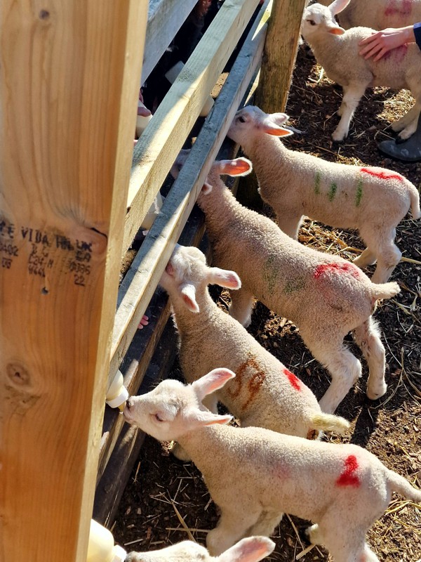 Hayrack Schools Visits